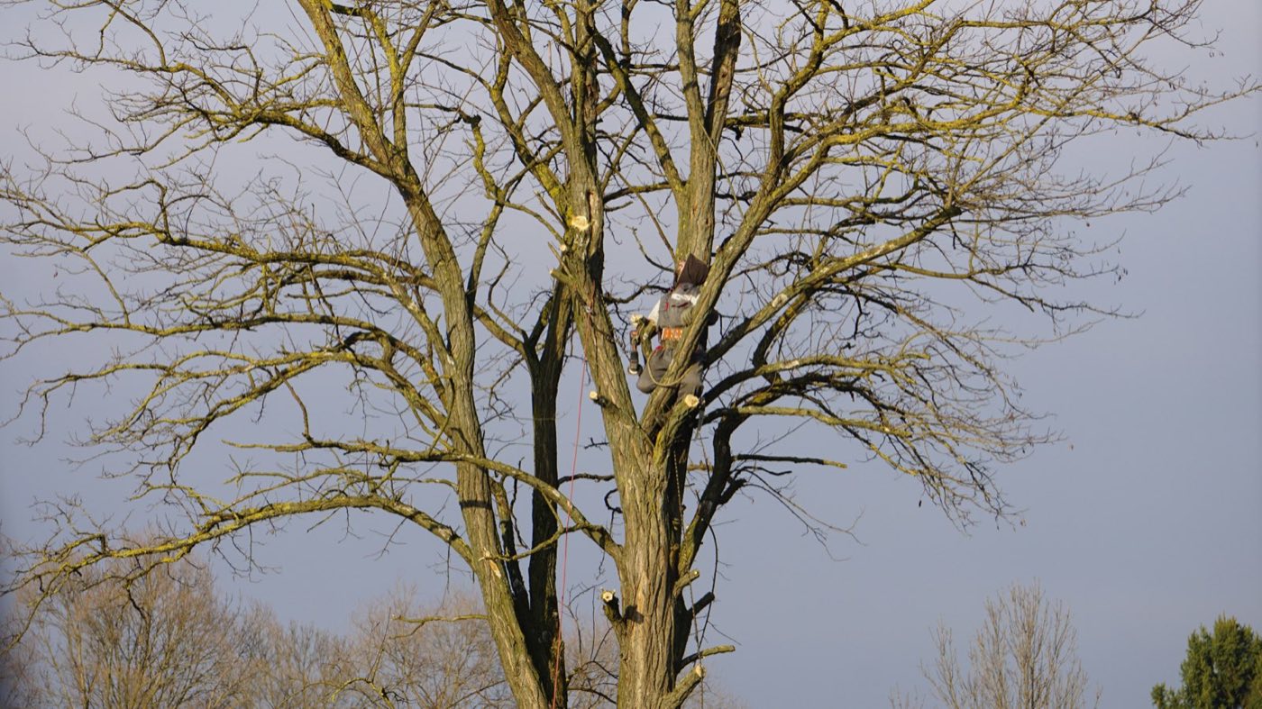 Professional tree trimming in Southwest Missouri